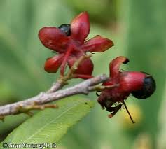 Image result for Ochna pretoriensis