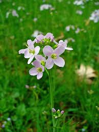 Image result for Cardamine pratensis