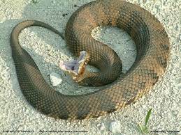 Cottonmouth Water Moccasin Snake Snake Pit Viper