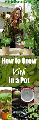 How To Grow Kiwi Plant In A Pot Obstbaumgarten Bepflanzung Und Hydrokultur Garten