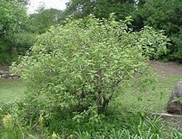 Image result for Pouzolzia guineensis