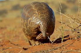 Überprüfen sie die übersetzungen von 'pangolin' ins deutsch. Pangolins Belong To The Iucn Pangolin Specialist Group Facebook