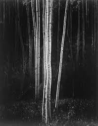 Beauty Black And White Photography Quotes Ansel Adams My Most Favorite Photographer There Really Is True Beauty In Black And White Phot Ansel Adams Ansel Adams Photography Black And White Landscape