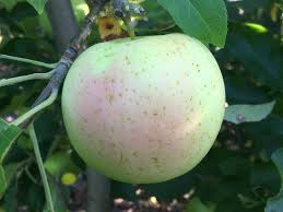 Apple pacific rose™ apple lady in red (pink lady®) apple royal gala; White Winter Pearmain Apple On G 210 Cummins Nursery Fruit Trees Scions And Rootstocks For Apples Pears Cherries Plums Peaches And Nectarines