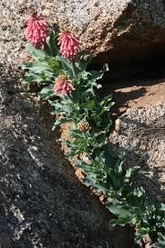 Image result for Vahlia capensis