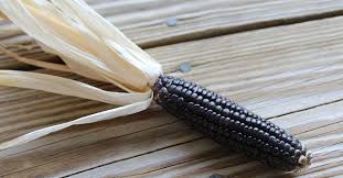 Old Seeds Could Help Indigenous Farmers Adapt Purple Food Purple Beans Purple Corn