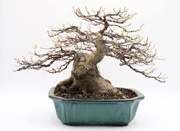 Image result for Grewia microcarpa