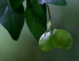 Image result for Mostuea brunonis