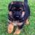 Red German Shepherd Long Coat
