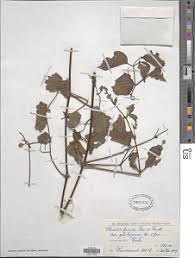 Image result for Clematis hirsuta