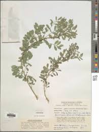 Image result for Indigofera adenoides