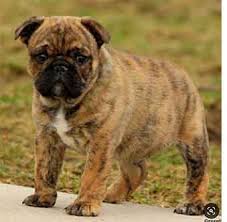 These french bulldog mix puppies are family raised and very playful! Pug English Bulldog Mix A Look At This Popular Cross Breed