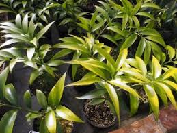 Image result for Nageia nagi