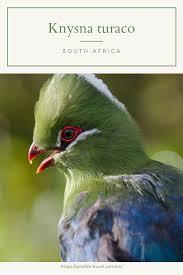 Garden Birds Of South Africa Pictures And Names Birds Of Eden In Plettenberg Bay Help For Animals In South Africa 2 5 In 2020 South Africa Wildlife Africa Wildlife Wildlife Travel
