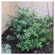 Image result for Escallonia