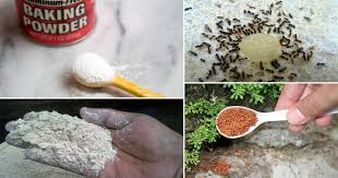 How to use the spray: 30 Natural Home Remedies To Get Rid Of Ants From Home Garden Balcony Garden Web