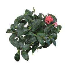 Image result for Ixora narcissodora