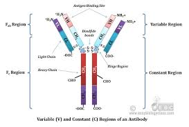 Constant And Variable Regions Of Immunoglobulins Molecular Structure Immunology Structure And Function