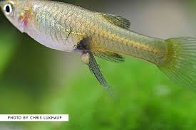 Pin By Patricia Calvert On Guppy Aquarium Fish Guppy Fish Pet