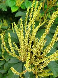 Image result for Allophylus africanus