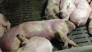 African Swine Fever Asf Pig333 Pig To Pork Community