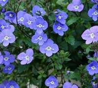 Foliage is shiny green with a tinge of burgundy which intensifies in cold weather. Georgia Blue Speedwell 12 Count Flat Of Pint Pots Groundcover Perennial Veronica Spreading Gardener Direct