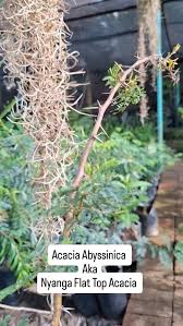 Image result for Rothmannia manganjae