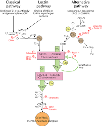 Image result for Complement Pathway