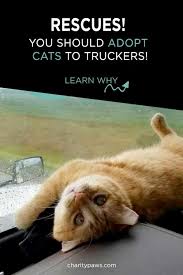 Pet Animal Rescue News Stories Reviews Charitypaws In 2020 Cat Parenting Animal Rescue Cat Rescue