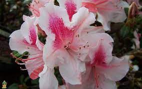 Autumn Chiffon Encore Azalea Azalea Flower Azaleas Plants