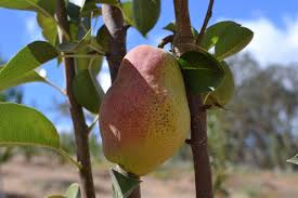 Ann fowler rhoads and timothy a. Heirloom Fruit Trees For Home Farm Trees Of Antiquity Rooted Organic Pear Pear Trees Fruit Trees