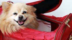 pet supplies