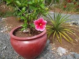 Les cookies de performance et de suivi permettent d'améliorer le fonctionnement de notre site internet afin d'être en mesure de vous offrir la meilleure expérience de navigation possible. Hibiscus Picture Of Jardin Des 5 Sens Rodrigues Island Tripadvisor