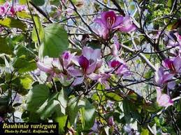 Image result for Bauhinia variegata