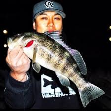 Sheepshead fishing is one of my favorite types of fishing. Nate Herrera On Twitter Sheepshead At Morro Bay Aquarium He Would Make Some Mighty Fine Fish Tacos Http T Co Xfznlvolow
