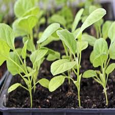 Soak the seeds overnight before germinating them. Eggplant Seedlings 3 Qty Guahan Sustainable Culture