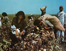 Flora dan fauna negara mesir. Iklim Dan Penduduk Mesir Sejarah Negara Com