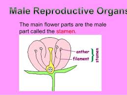 Stamens are the male reproductive parts of flowers. Reproductive Parts Of Plants J Dael