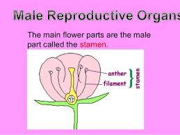 Individuals having both male and female reproductive parts are called hermaphorditic. Reproductive Parts Of Plants J Dael