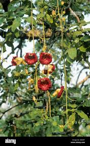 Image result for Kigelia