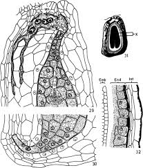 Image result for Micrargeria