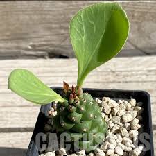 Image result for Monadenium rugosum