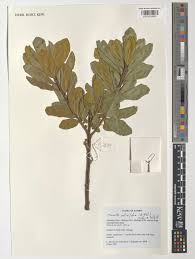 Image result for Myrica salicifolia