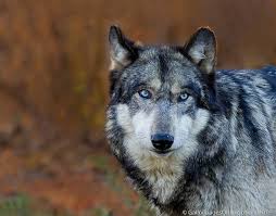 Black And Grey Wolf With Blue Eyes Steely Blue Eyes Wolf Portrait Wolf With Blue Eyes Wolf Love Beautiful Wolves