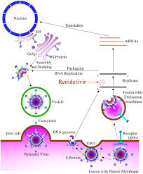 It was originally developed as an. Remdesivir In The Treatment Of Coronavirus Disease 2019 Covid 19 A Simplified Summary Abstract Europe Pmc