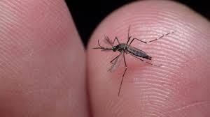 Image result for Dengue