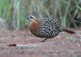 Pin On Birds Of Bangladesh