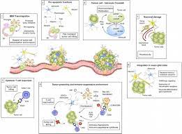 Frontiers Microenvironmental Regulation Of Tumor Progression And Therapeutic Response In Brain Metastasis Immunology