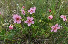 Image result for Peponium