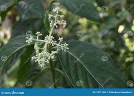 Image result for Gaertnera